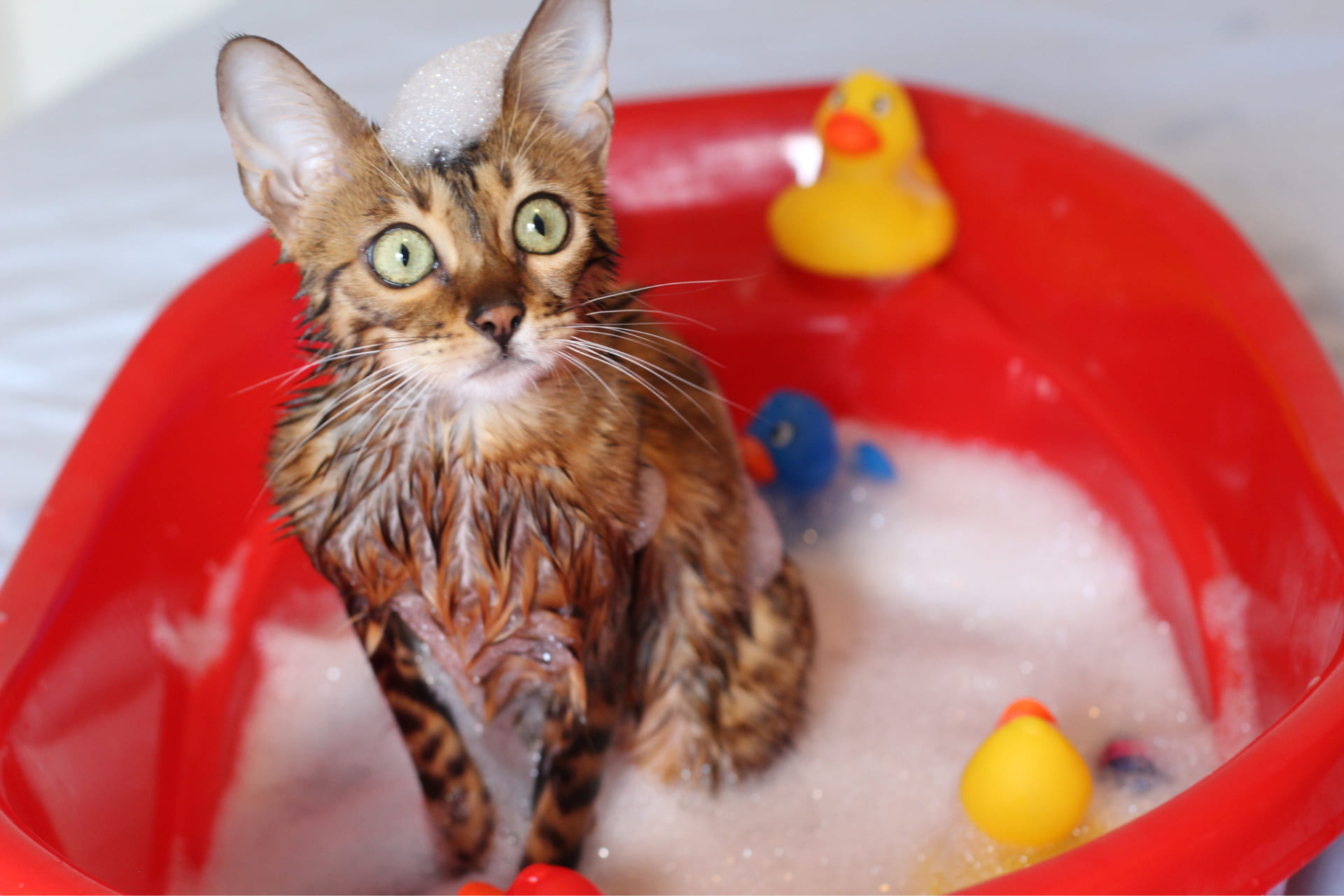 Pitääkö ja saako kissat pestä?